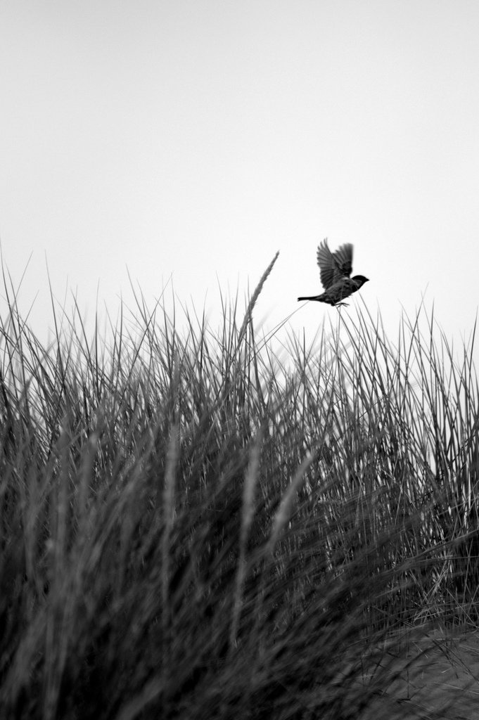 şiirler фото