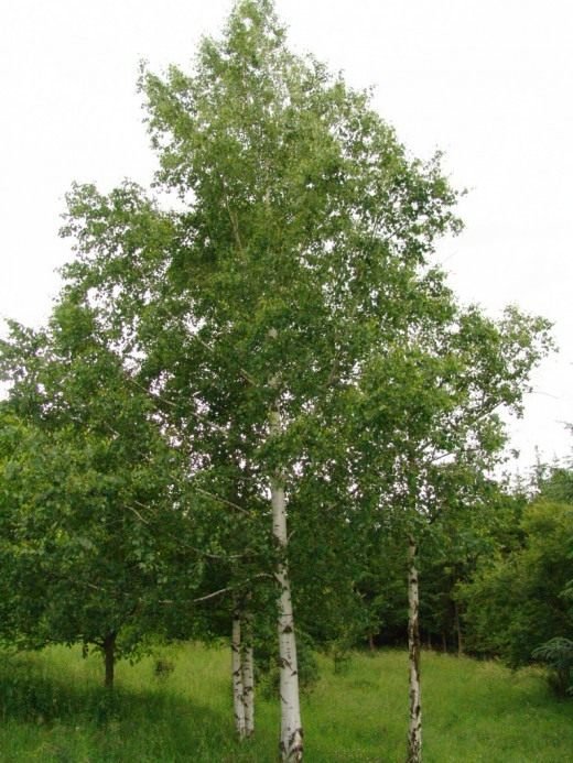 береза дерево фото