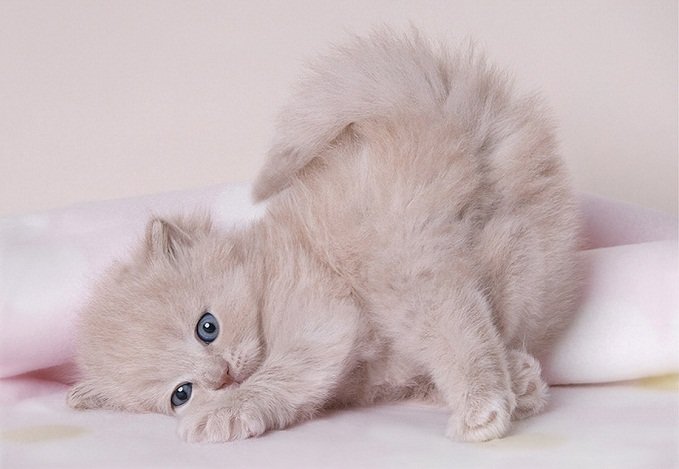 �������� ��� ��� ��������