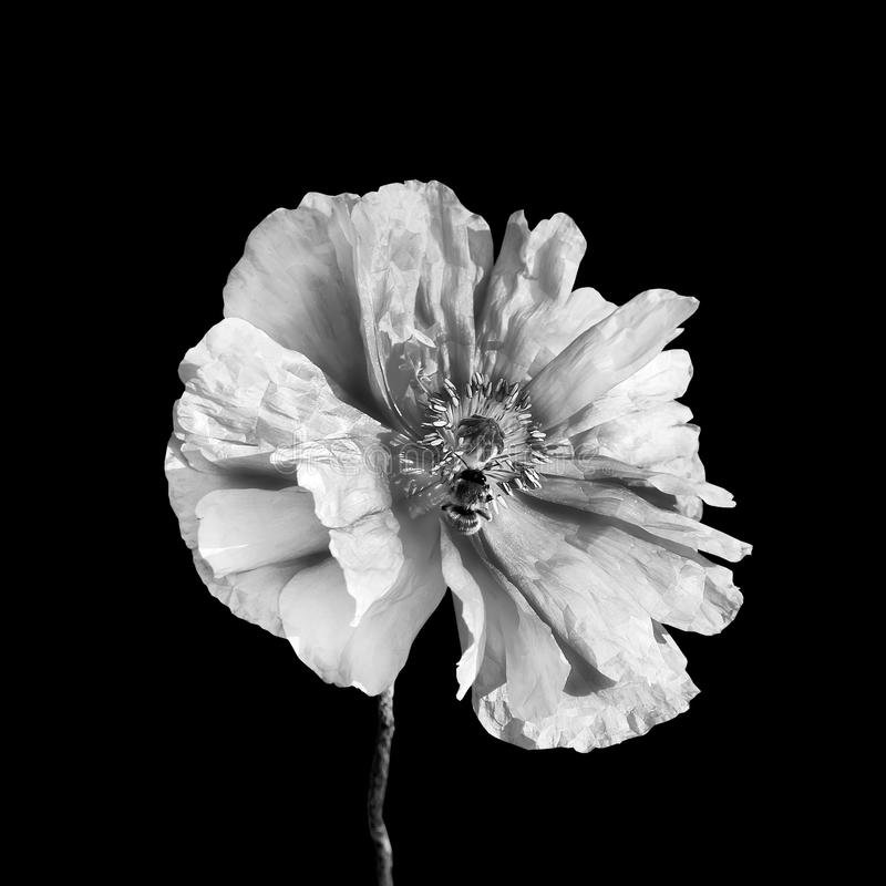 цветы x-ray фото