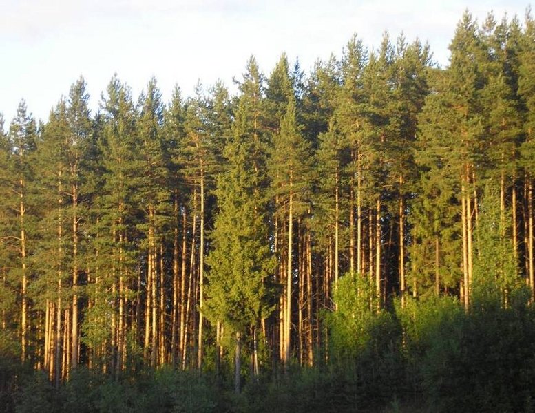 сосновые леса фото