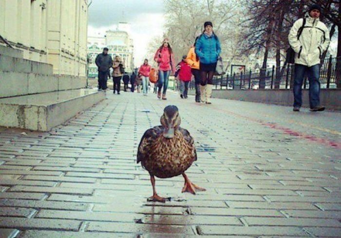 кряква утка фото