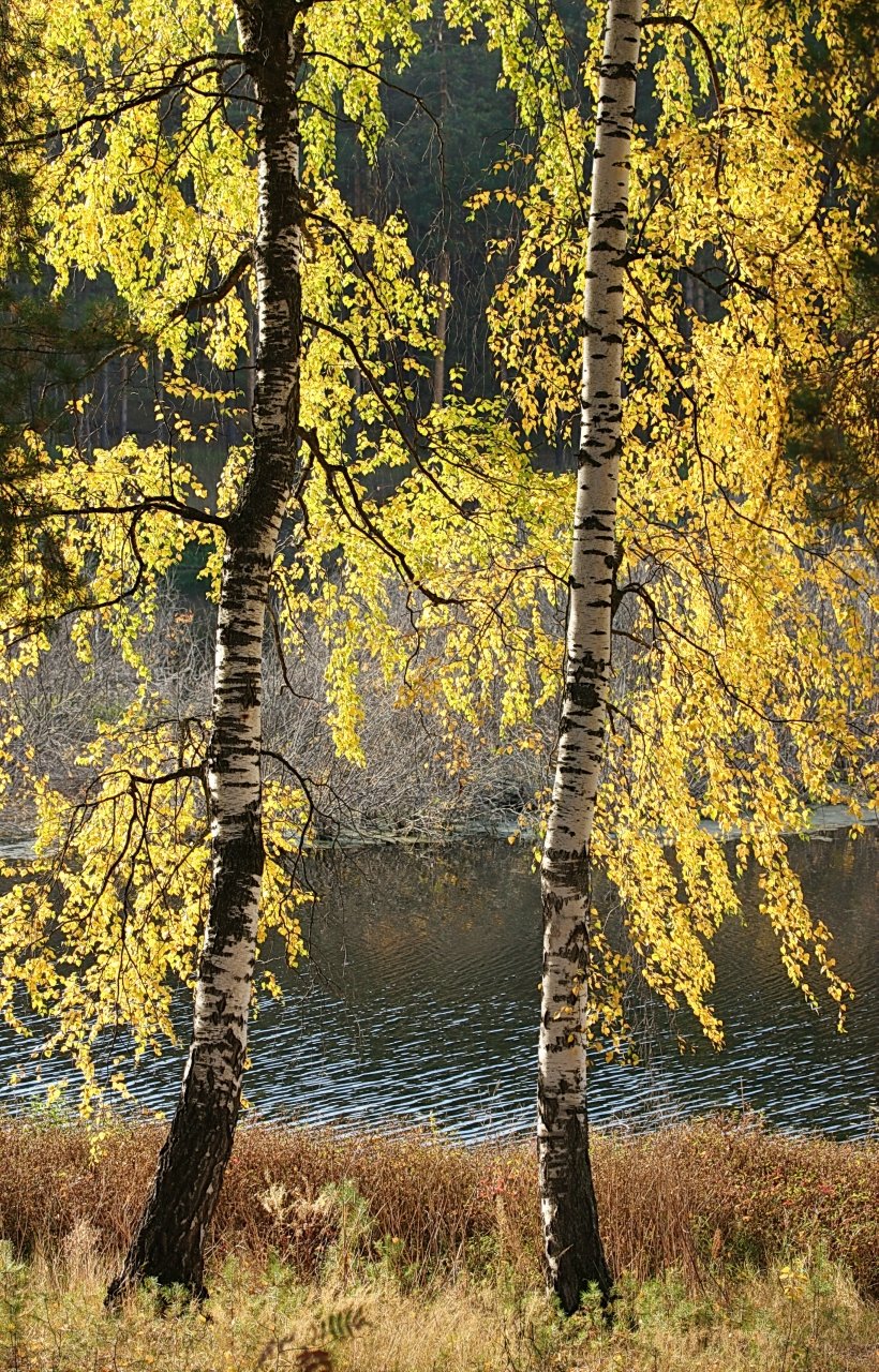 береза осенью фото