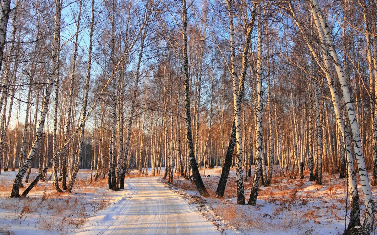 березовая роща зимой фото