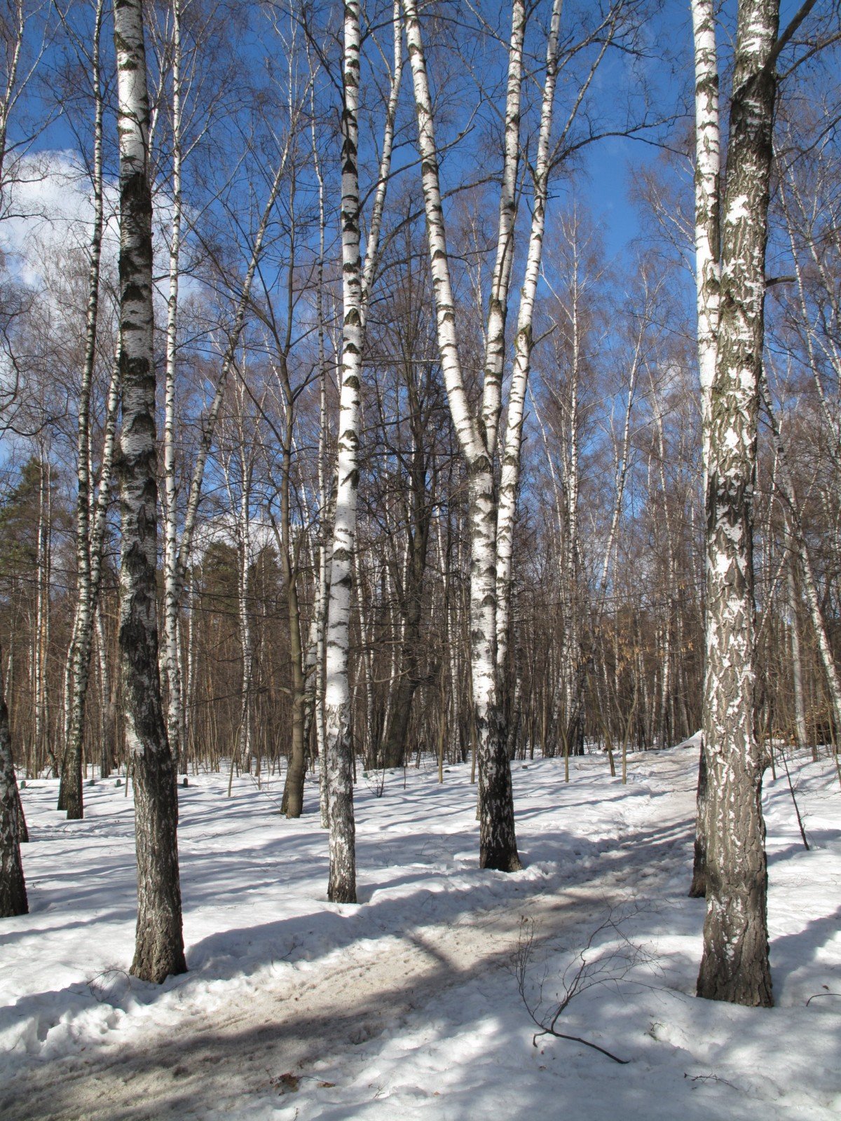 береза зимой фото