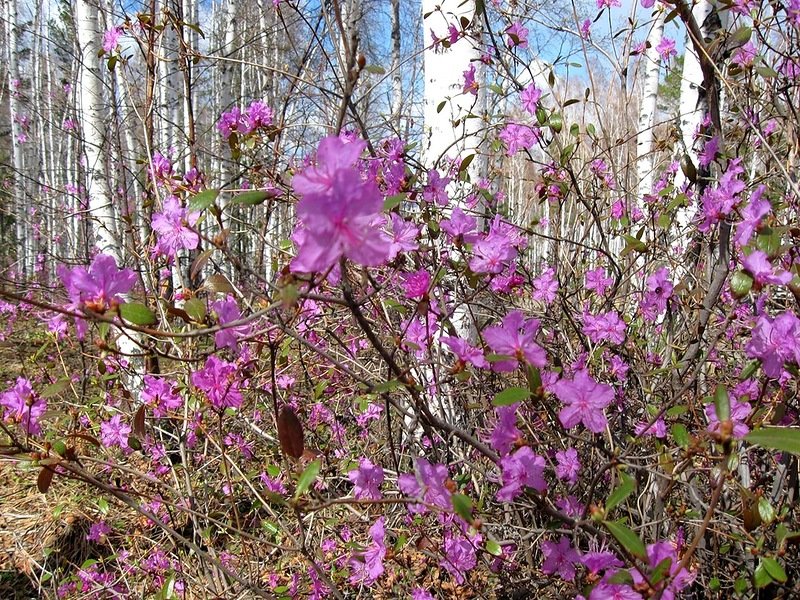 рододендрон даурский фото
