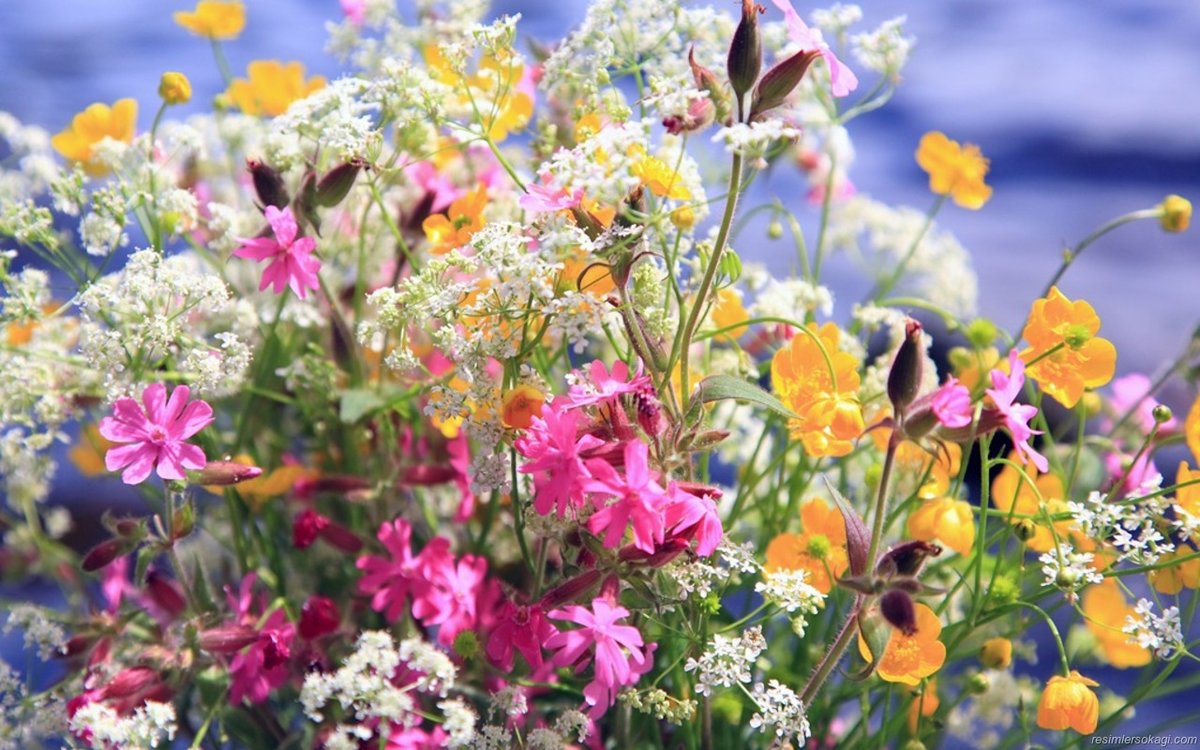 �������� ���� �����, �������� ���� �������