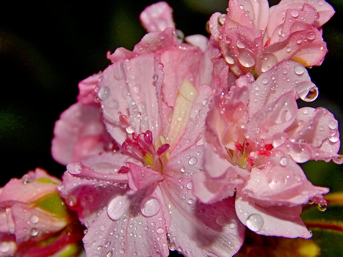 Розовые "жемчуга"
#пеларгония#капли воды