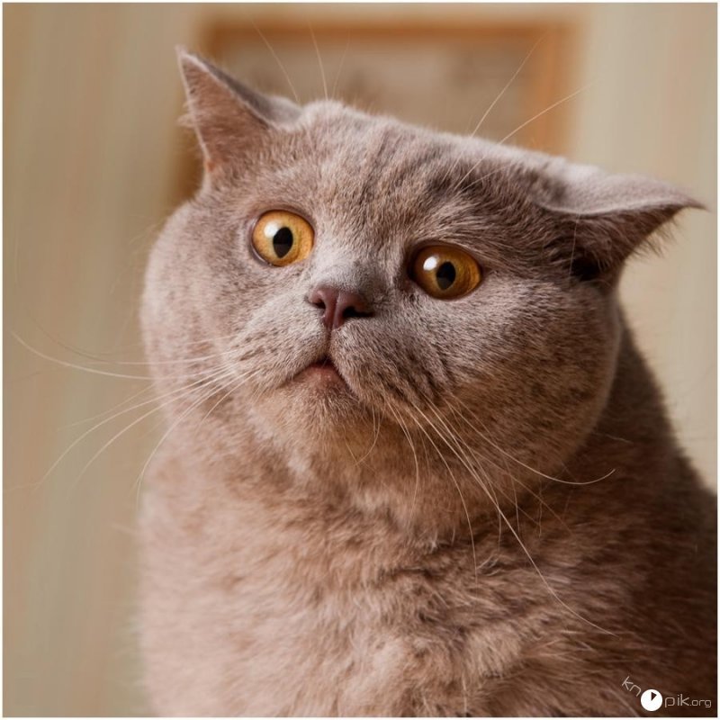 ������� �������� �� ������