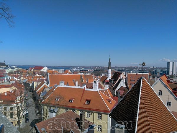 крыши старого таллина фото