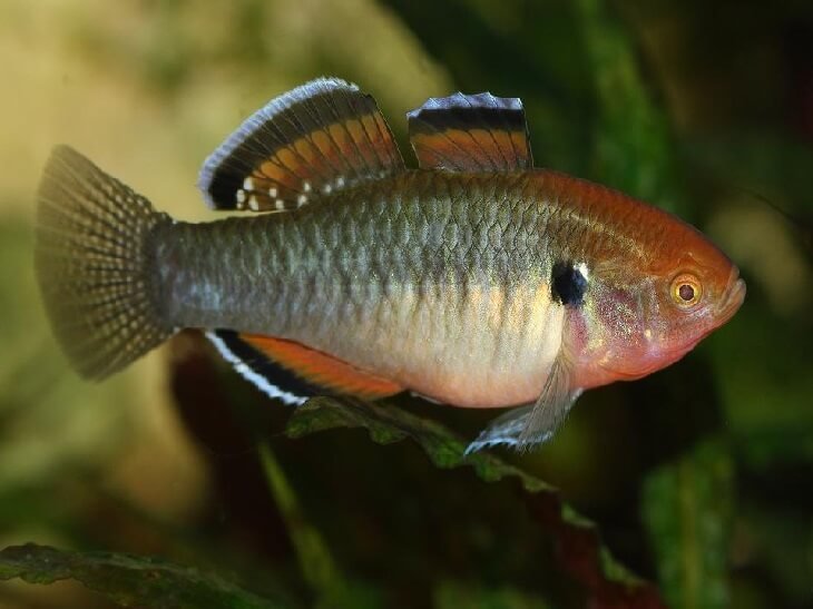 БЫЧОК ХАМЕЛЕОН (Hypseleotris cyprinoides).