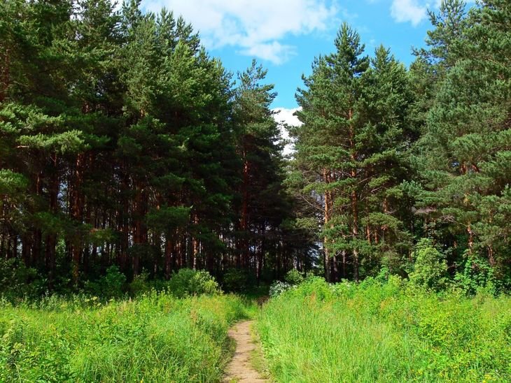 сосновые леса фото
