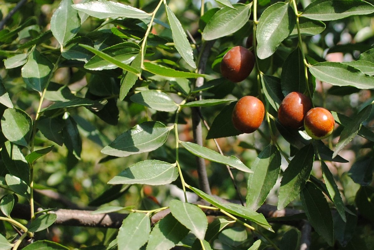 ����� ����� ������ ����