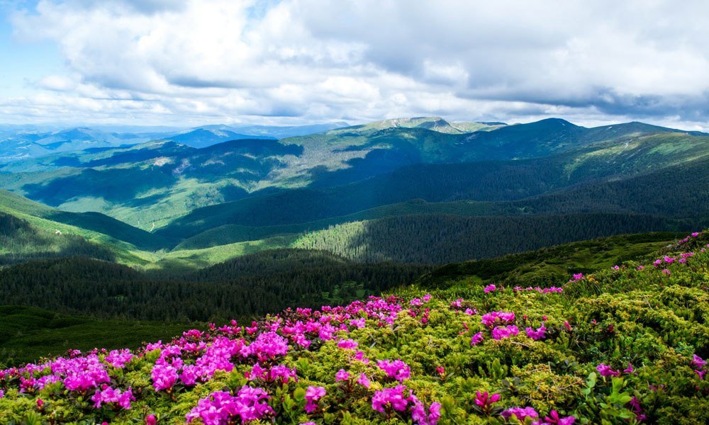 карпаты рододендрон фото