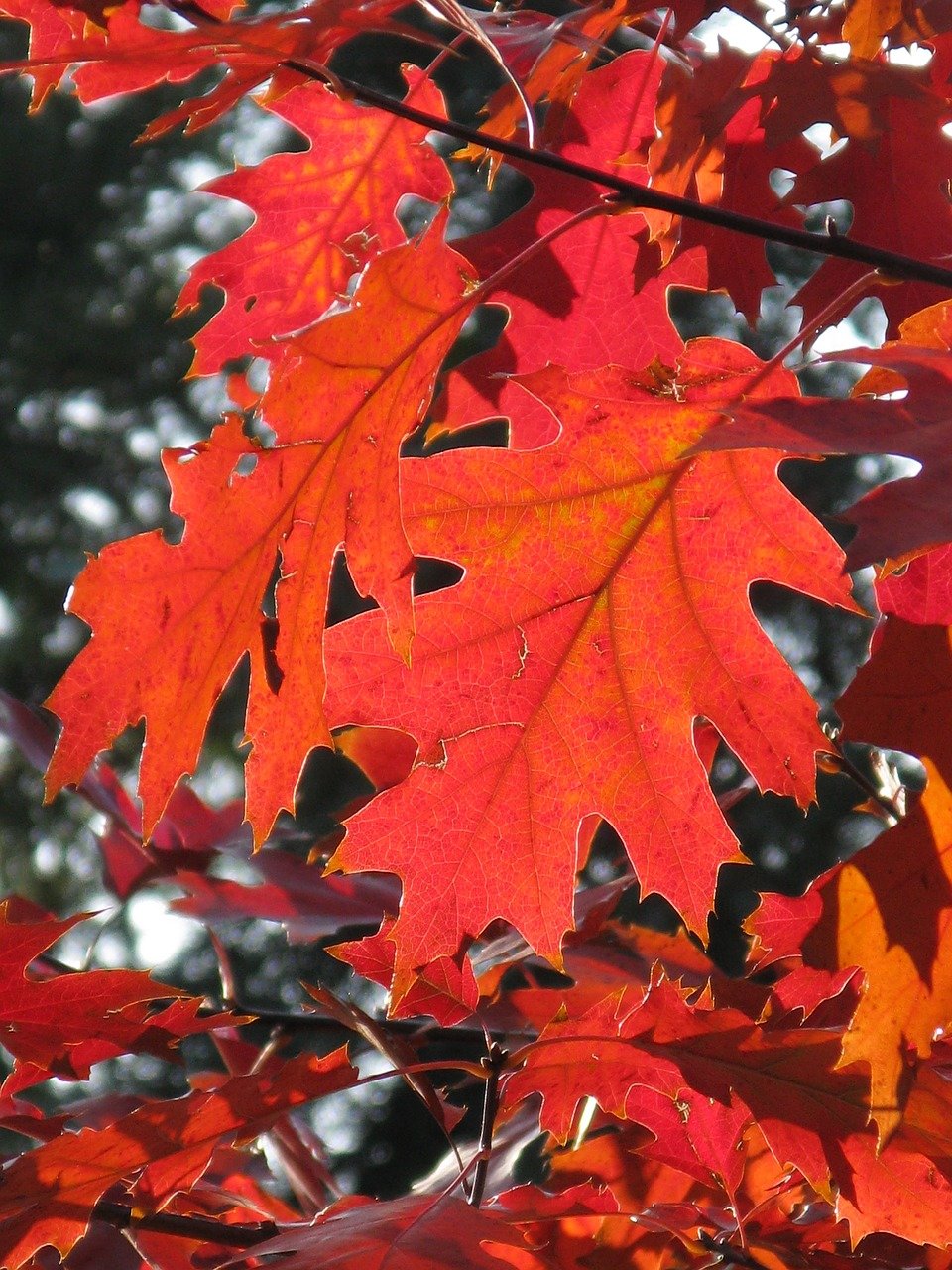 дуб красный quercus rubra фото