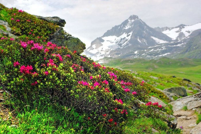 рододендрон в горах фото