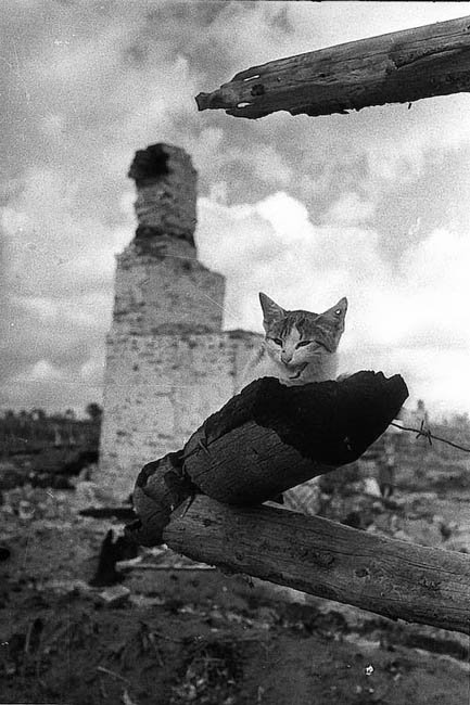 кот в блокадном ленинграде фото