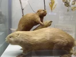 краеведческий музей бобров фото