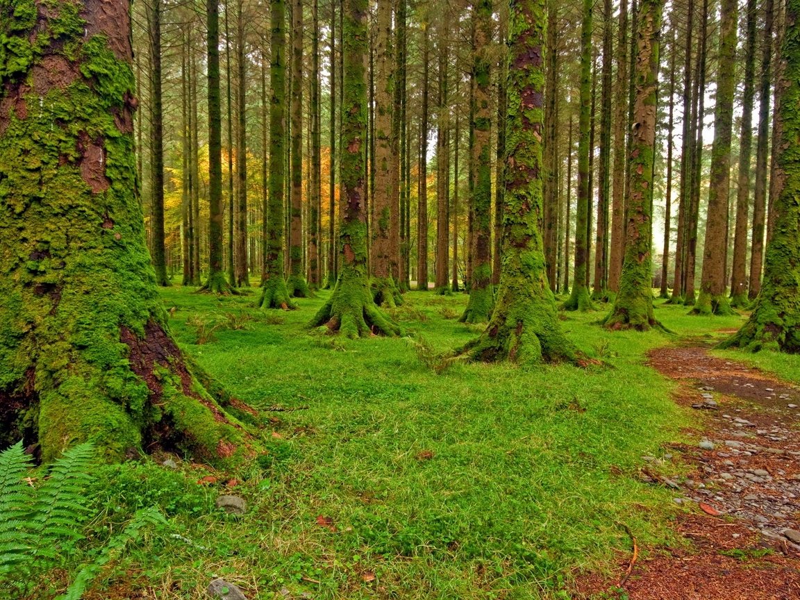 мох в лесу картинки фото