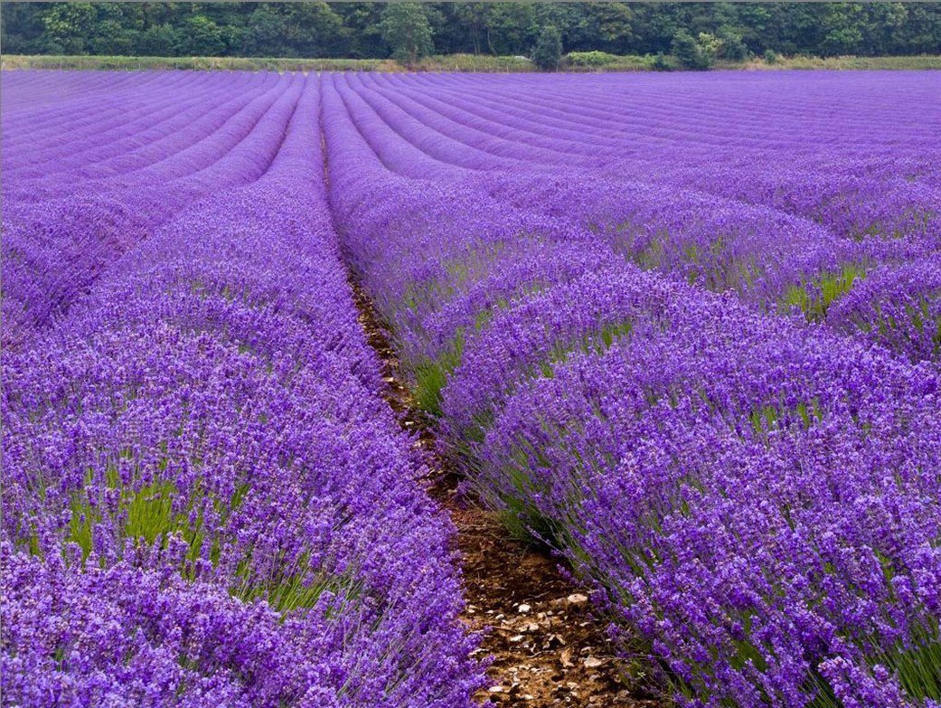 лавандовое поле фото
