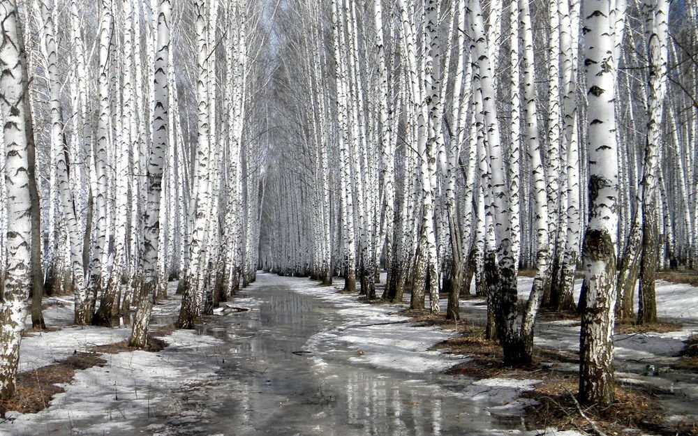 березовая роща фото