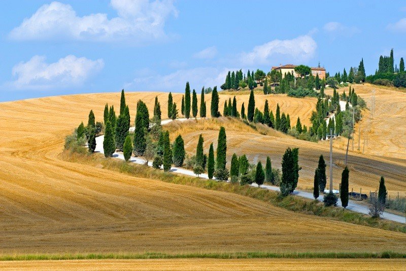 италия кипарисы тоскана фото