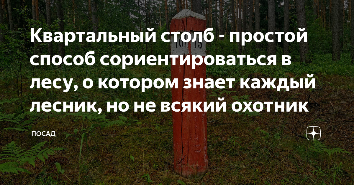 квартальный столб в лесу фото