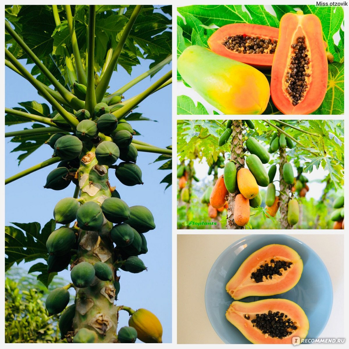 польза папайи