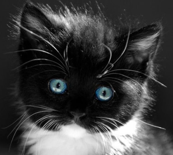 котята с голубыми глазами фото