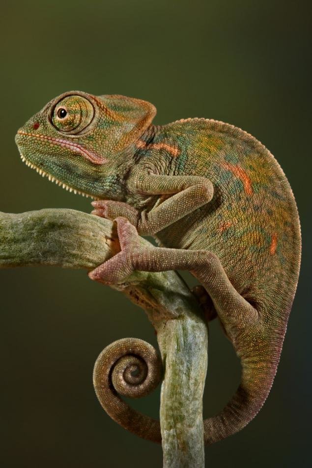 Макрофотография коричнево-зеленого хамелеона