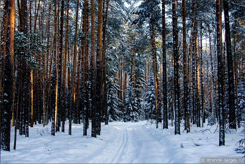 зимний лес сосны фото