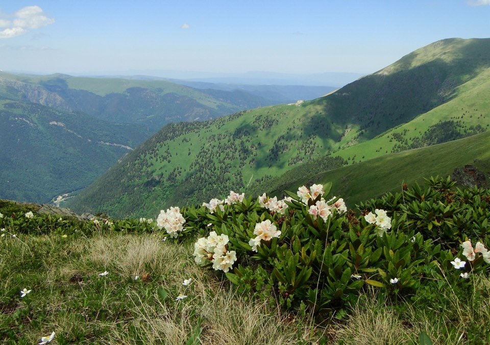 рододендрон горный кавказский фото