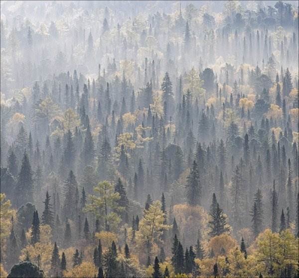 лес в тумане вертикально фото