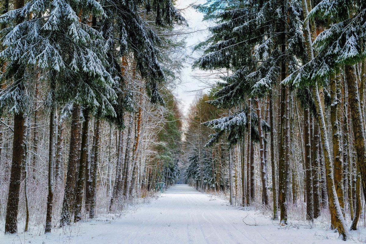 зимний лес фото
