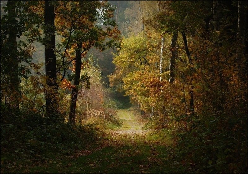 в осеннем лесу фото