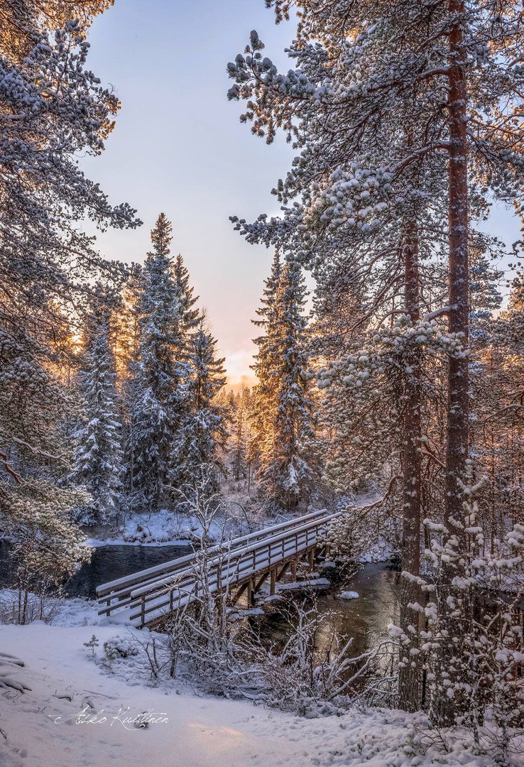 зимний лес вертикальное фото