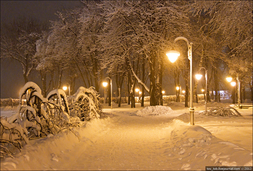 ночной зимний парк фото