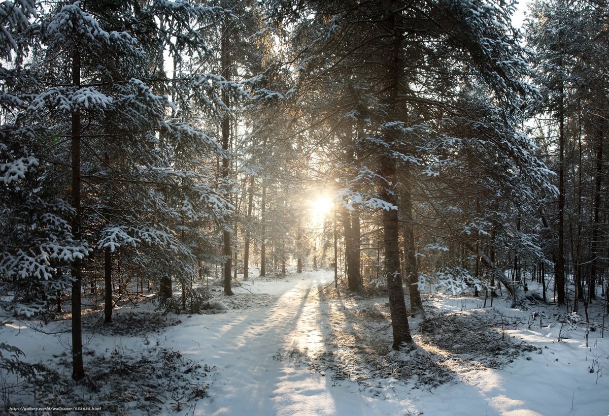в зимнем лесу фото