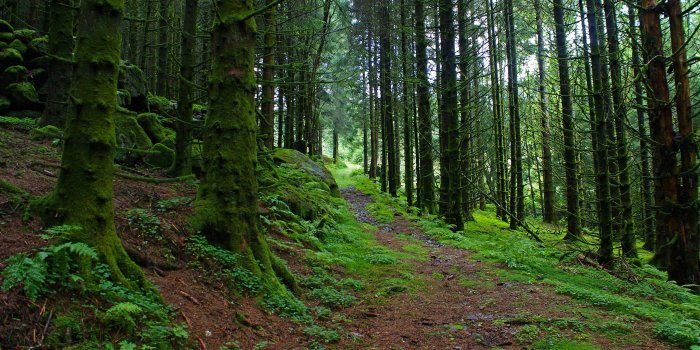 лес триллемарка-роллагсфьелл фото