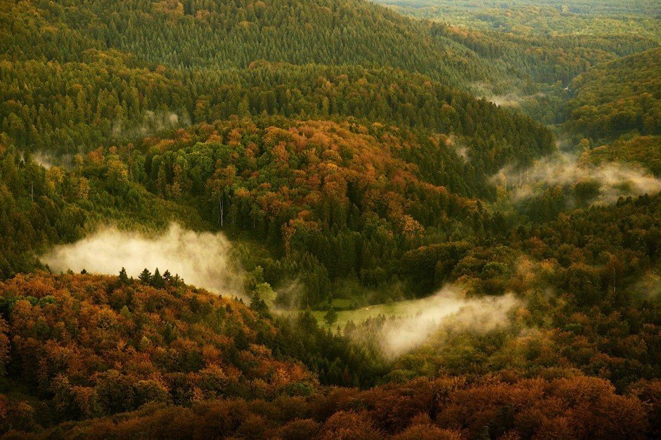 лес шварцвальд германия фото
