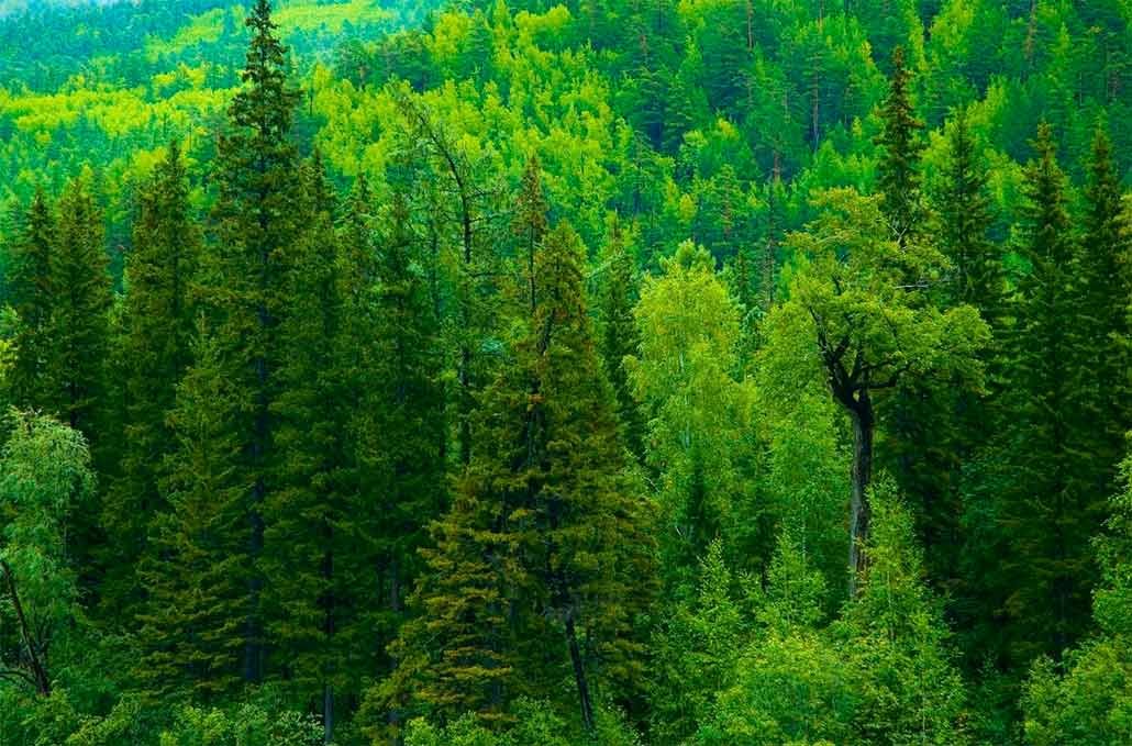 хвойные леса фото