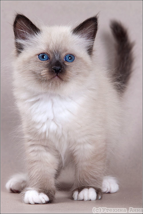 Глаза невской маскарадной кошки могут иметь цвет от светло-голубого до сапфирово-синего.  Вгляд невской маскарадной кошки должен быть строгий, серьезный, даже несколько высокомерный. Взгляд невской маскарадной кошки – это визитная карточка сибирской породы.