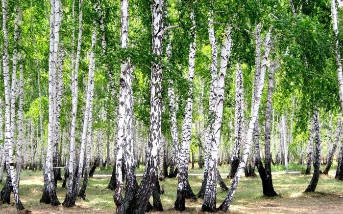 берёзовый лес картинки фото