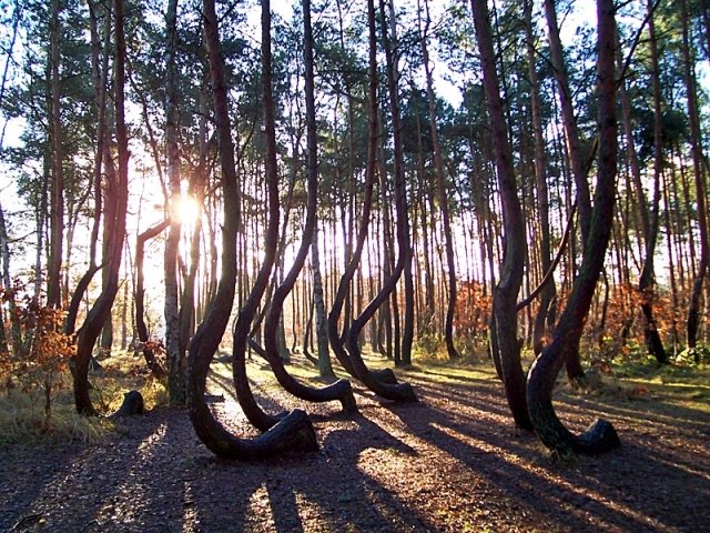 кривой лес грыфино польша фото