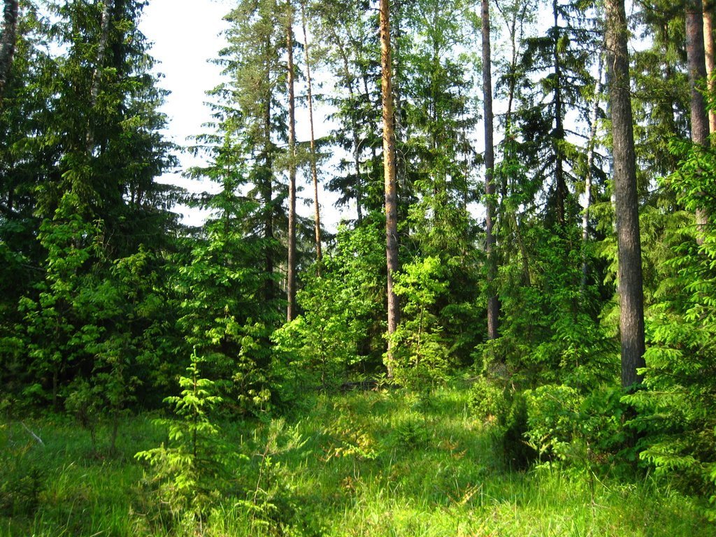 сосновые леса фото