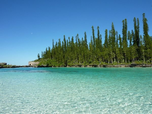 араукария кука новая каледония фото