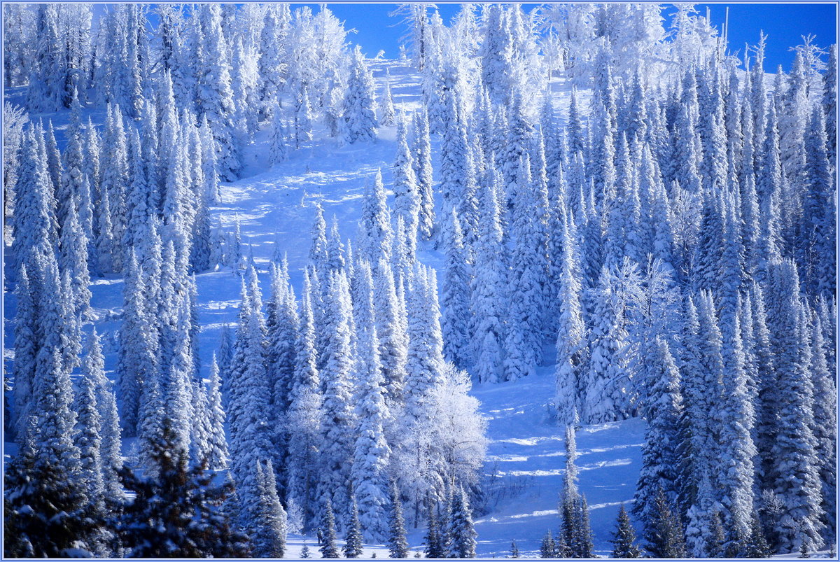лес, горы, снег, красота