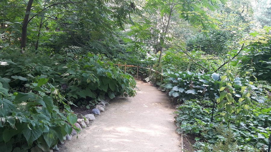 alnus rubra фото