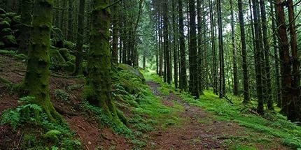 лес триллемарка-роллагсфьелл фото