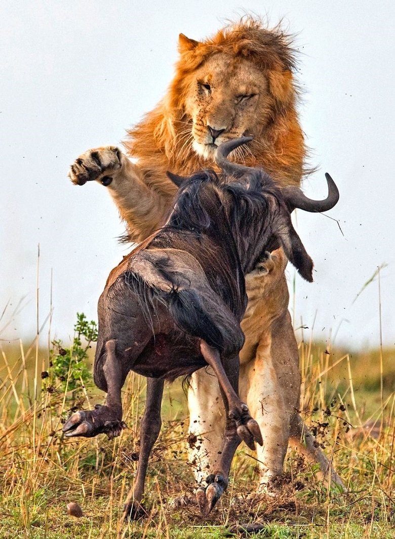 Сражение льва и антилопы гну